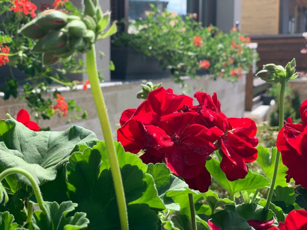 Garden Apart Predeal Eksteriør bilde